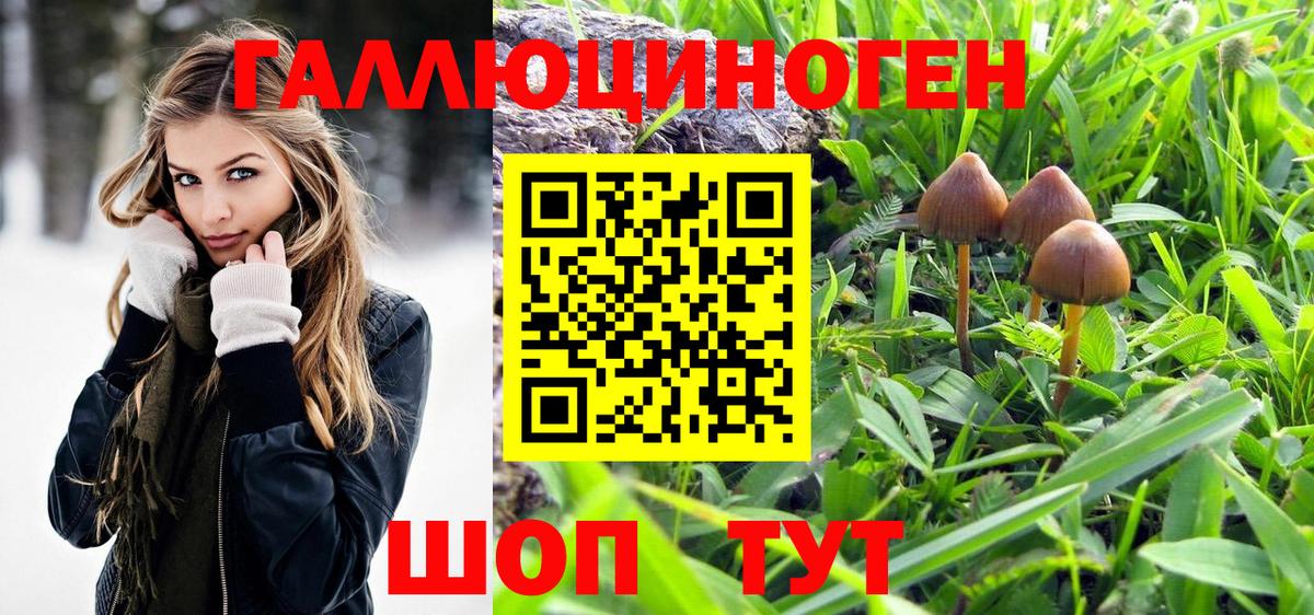 Псилоцибиновые грибы Psilocybine cubensis Саранск
